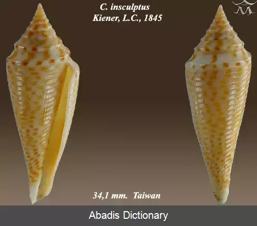 عکس قیفک کنده کاری