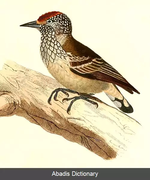 عکس دارشکنک سفیدنوک