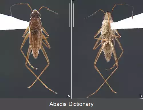 عکس آب رونده مولسان