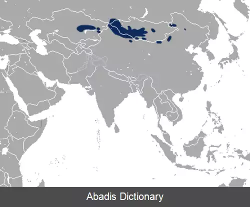 عکس خرگوش بی دم پالاس