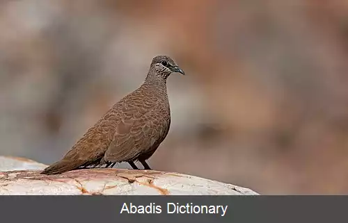 عکس کبوتر صخره ای پرسفید