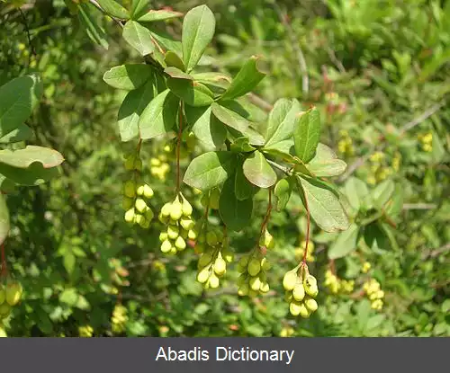 عکس زرشک هندی