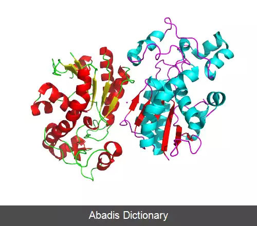 عکس فسفوگلیسرات موتاز
