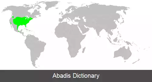 عکس عنکبوت جهنده بی باک