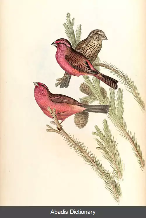 عکس سهره گلی سرخ پوش