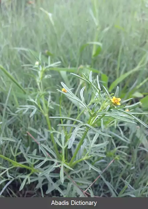 عکس دگرتخمه