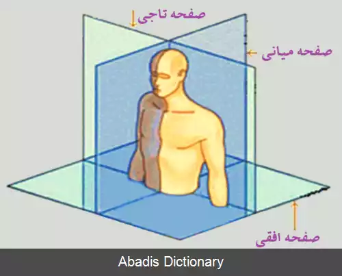 عکس بیان جهت در آناتومی