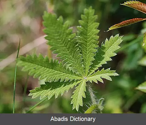 عکس پنجه برگ راست