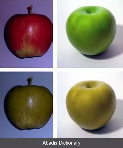 عکس فرگشت دید رنگی در نخستی ها