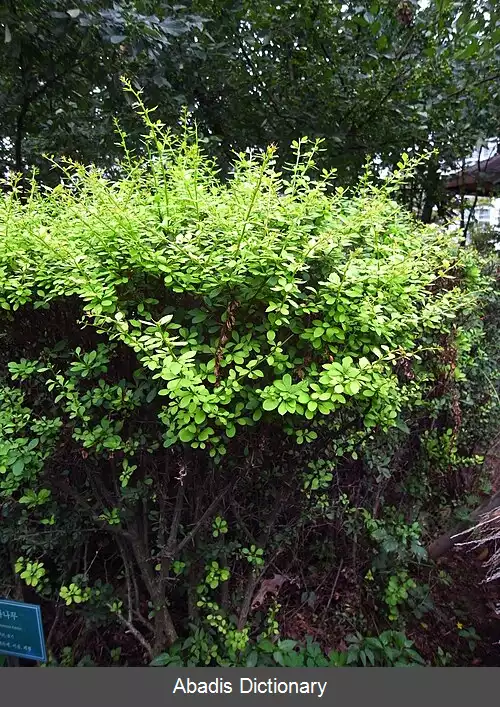 عکس زرشک کره ای