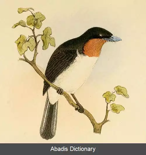 عکس مگس گیر ساموآیی