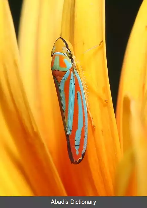 عکس زنجرک آب نباتی راه راه