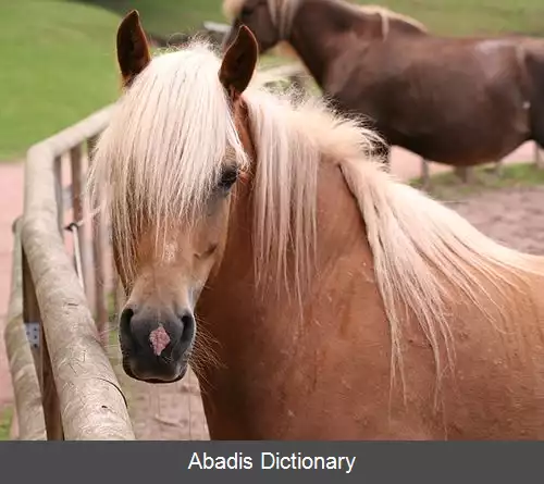 عکس کاکل افشان