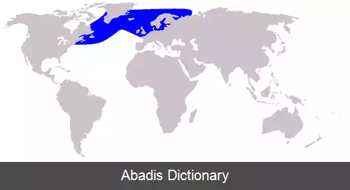 عکس دلفین نوک سفید