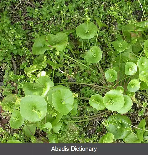 عکس خرفه زمستانی
