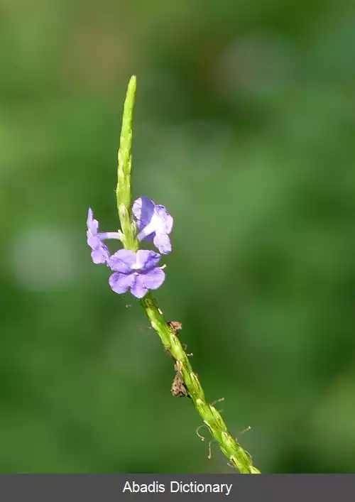 عکس شاه پسند برگ گزنه ای