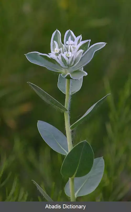 عکس فرفیون ابلق