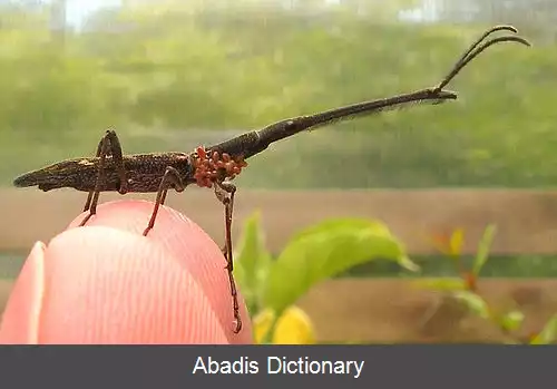 عکس سوسکچه زرافه ای نیوزلندی