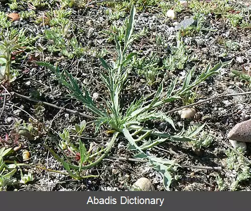 عکس زول کالیفرنیایی