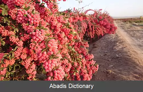 عکس مهموئی (بیرجند)