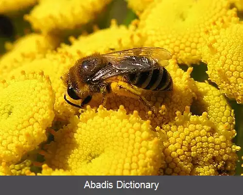 عکس زنبور بنا
