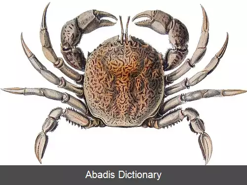 عکس بلیائیان