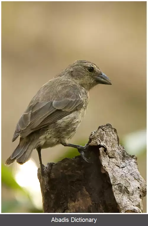 عکس سهره حرا