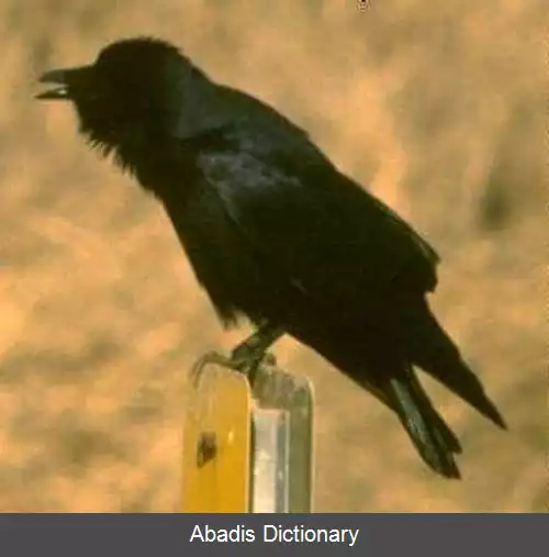 عکس کلاغ ماهی خوار