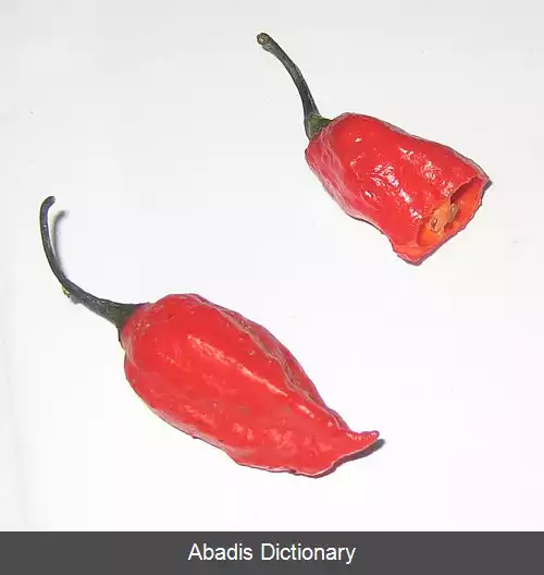 عکس فلفل شبح