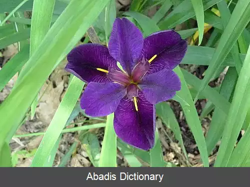 عکس زنبق لوئیزیانا