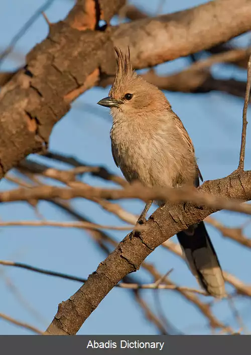 عکس نوک گوه ای چیروپ زن