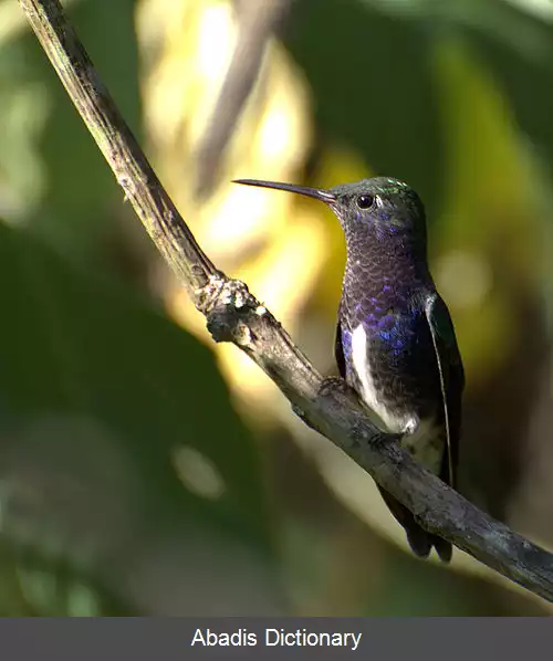 عکس زمردی های شکم برفی