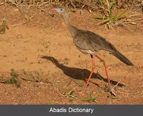 عکس کاکل پیشانی پاسرخ