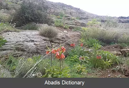 عکس چشمه چپقلی