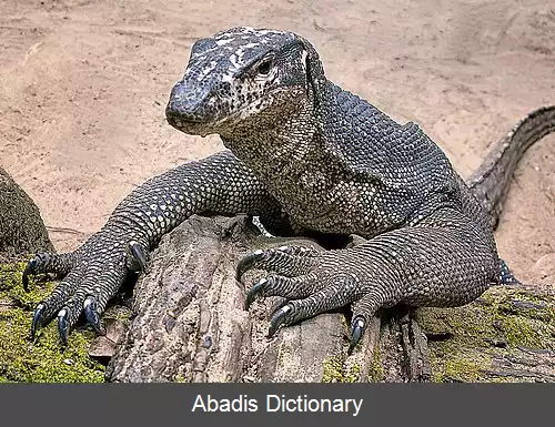 عکس بزمجه آبی پالاوان