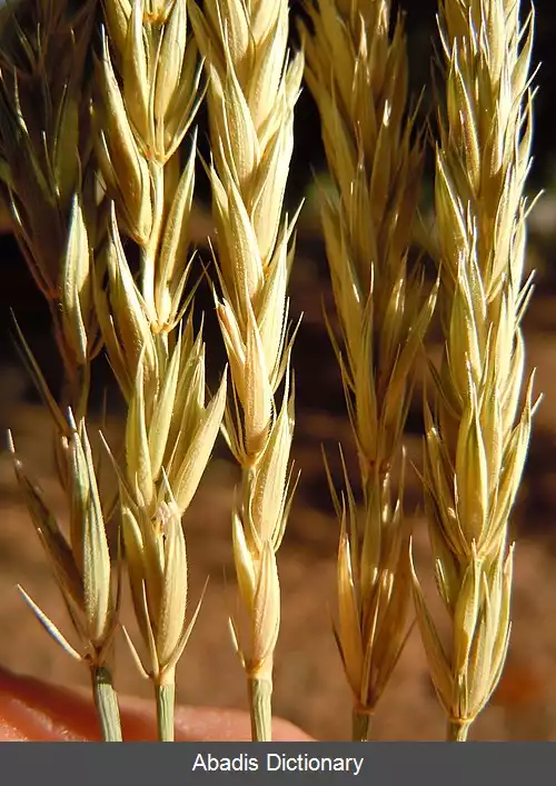 عکس چمن جو