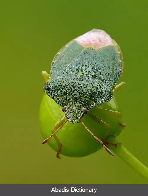 عکس سن سپرسبز