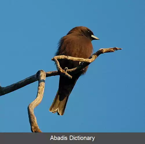 عکس پرستوی جنگلی کوچک