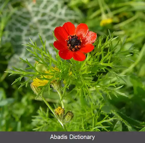 عکس چشم خروس دانه ریز