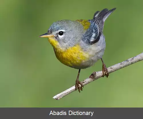 عکس چرخ ریسک نمای شمالی