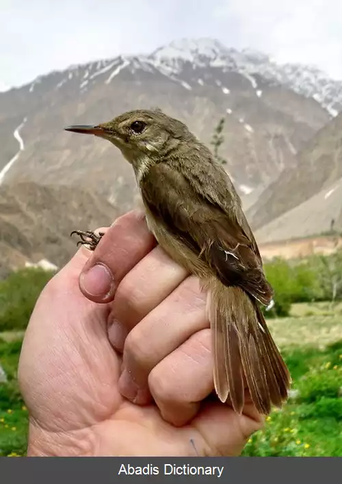 عکس سسک نیزار نوک بزرگ