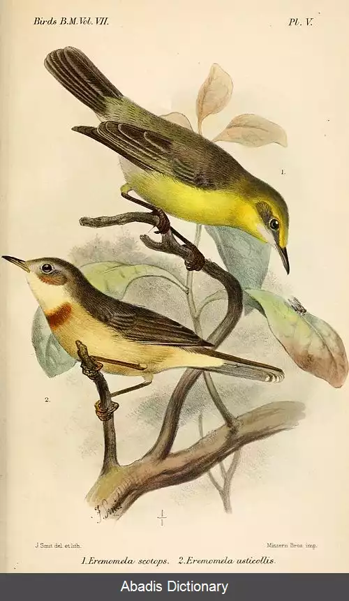 عکس دشت خوان