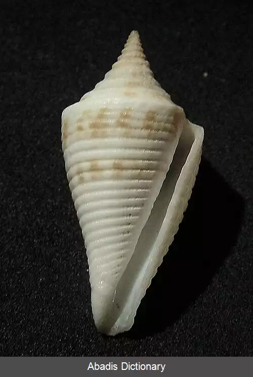 عکس قیفک های زبره