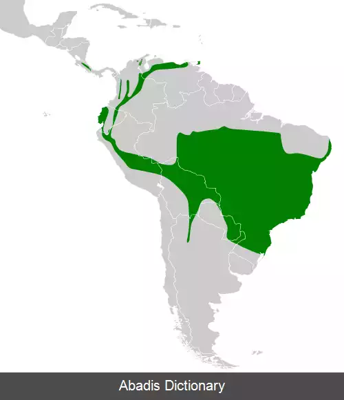 عکس درفش نوک رگه دار