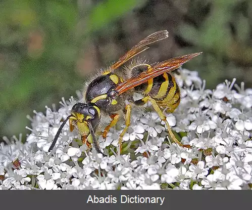 عکس زنبور درخت