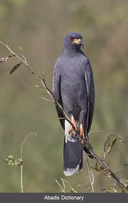 عکس کورکوریان
