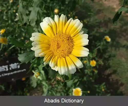 عکس داودی ذرت