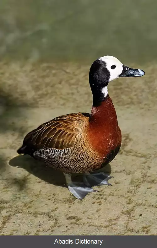 عکس اردک سوت زن رخ سفید