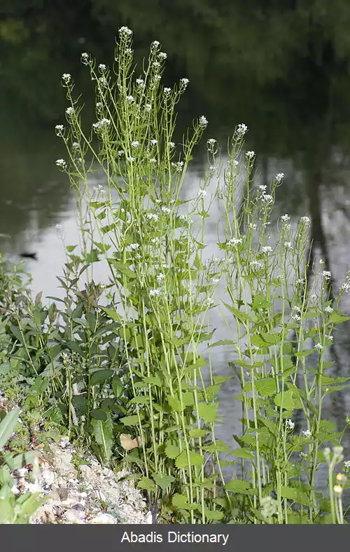 عکس گندنایی