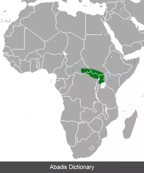 عکس خدنگ پوسارگه